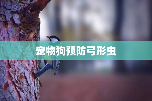 寵物狗預防弓形蟲