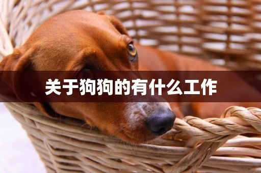 關于狗狗的有什么工作