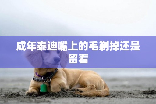 成年泰迪嘴上的毛剃掉還是留著