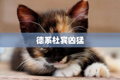 德系杜賓兇猛