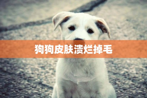 狗狗皮膚潰爛掉毛
