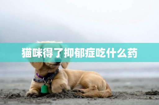 貓咪得了抑郁癥吃什么藥