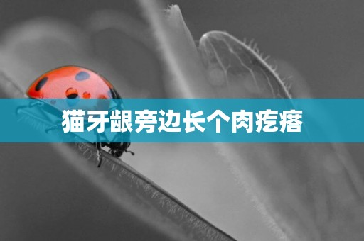 貓牙齦旁邊長個肉疙瘩