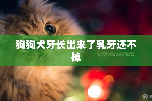 狗狗犬牙長出來了乳牙還不掉