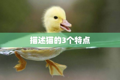 描述貓的3個特點