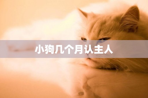 小狗幾個月認主人
