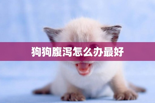 狗狗腹瀉怎么辦最好
