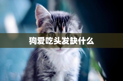 狗愛吃頭發缺什么