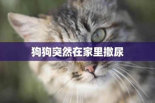 狗狗突然在家里撒尿