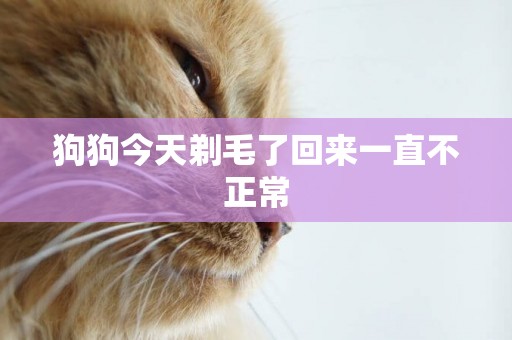 狗狗今天剃毛了回來一直不正常
