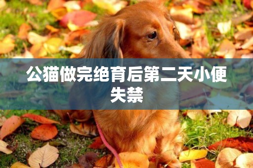 公貓做完絕育后第二天小便失禁