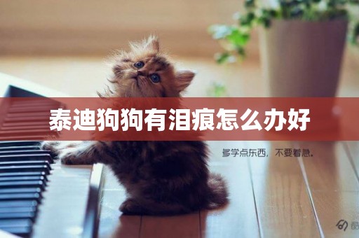 泰迪狗狗有淚痕怎么辦好