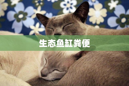 生態魚缸糞便