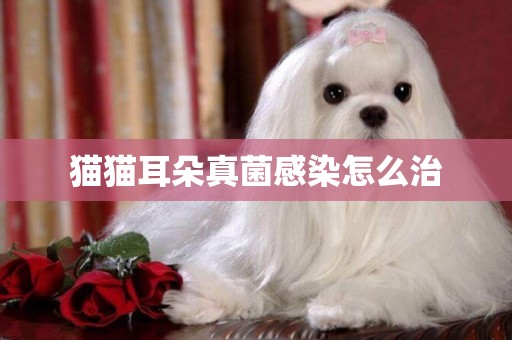 貓貓耳朵真菌感染怎么治
