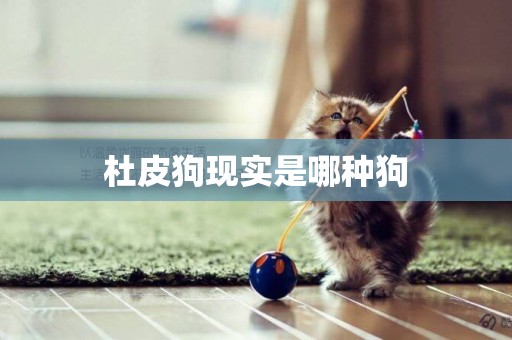 杜皮狗現實是哪種狗