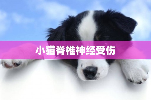 小貓脊椎神經受傷