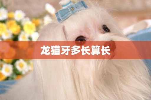 龍貓牙多長算長