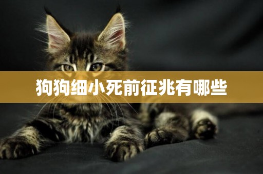 狗狗細小死前征兆有哪些