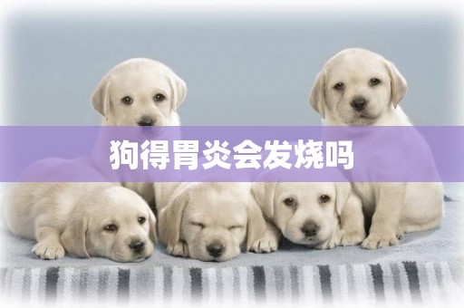 狗得胃炎會發燒嗎