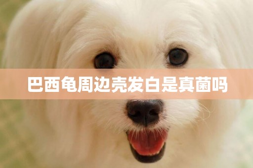 巴西龜周邊殼發白是真菌嗎