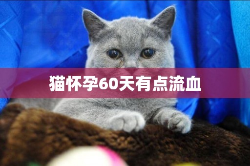 貓懷孕60天有點流血
