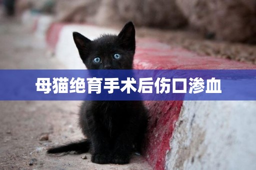 母貓絕育手術后傷口滲血