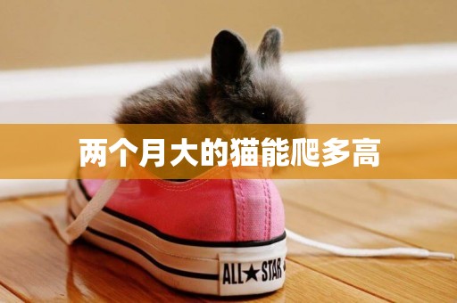 兩個月大的貓能爬多高