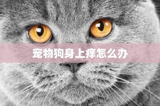 寵物狗身上癢怎么辦