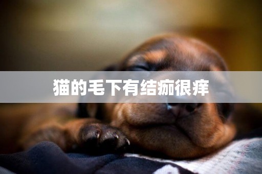 貓的毛下有結痂很癢