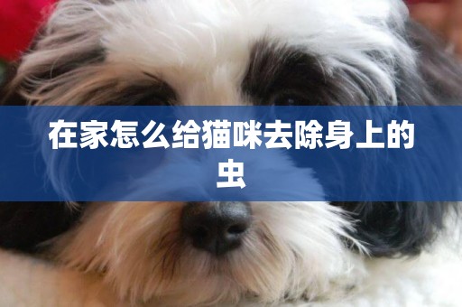 在家怎么給貓咪去除身上的蟲
