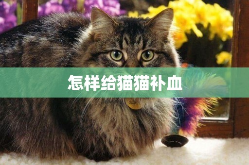 怎樣給貓貓補血