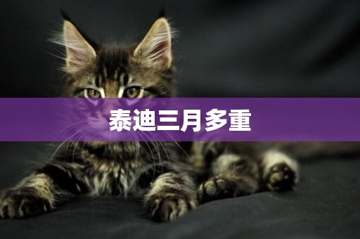 泰迪三月多重