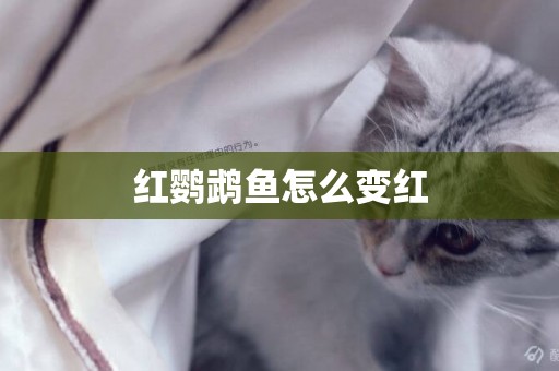 紅鸚鵡魚怎么變紅