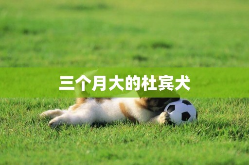 三個月大的杜賓犬
