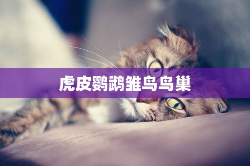 虎皮鸚鵡雛鳥鳥巢