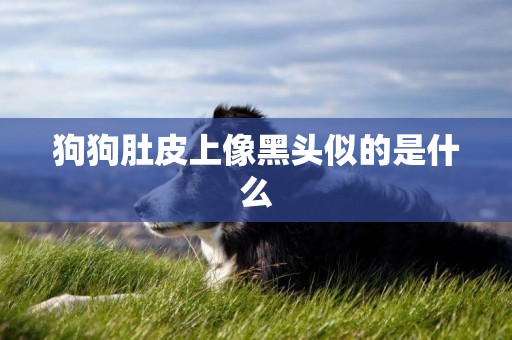 狗狗肚皮上像黑頭似的是什么