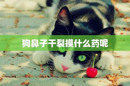狗鼻子干裂摸什么藥呢