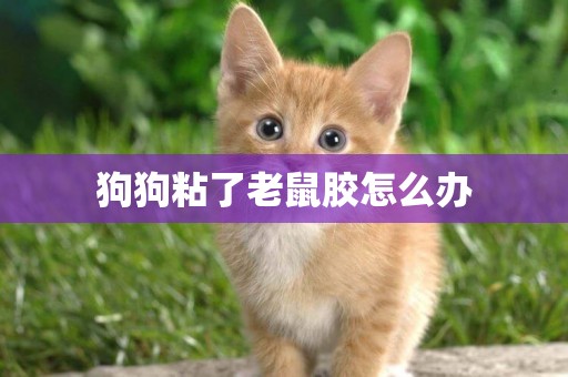 狗狗粘了老鼠膠怎么辦