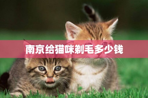 南京給貓咪剃毛多少錢