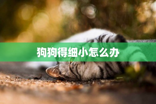 狗狗得細小怎么辦