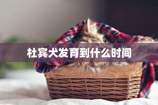 杜賓犬發育到什么時間