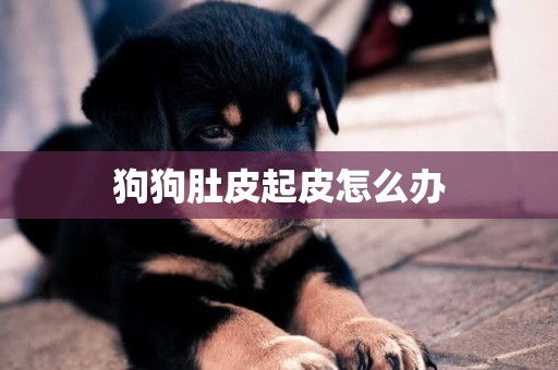 狗狗肚皮起皮怎么辦