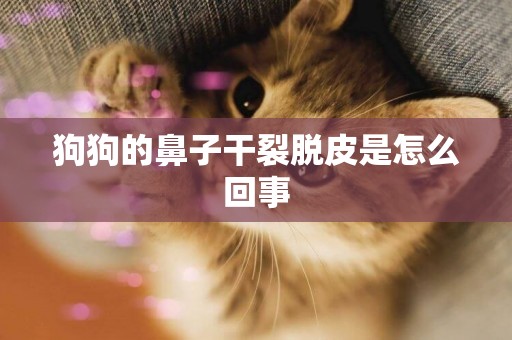 狗狗的鼻子干裂脫皮是怎么回事