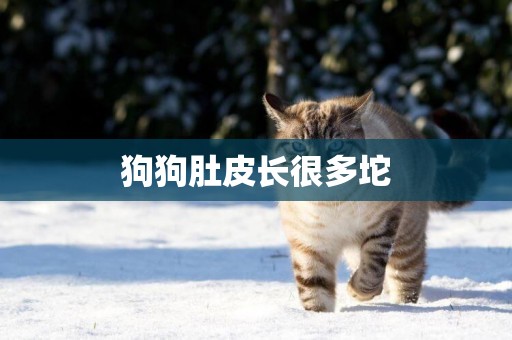 狗狗肚皮長很多坨
