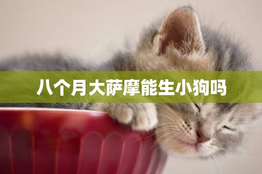 八個月大薩摩能生小狗嗎