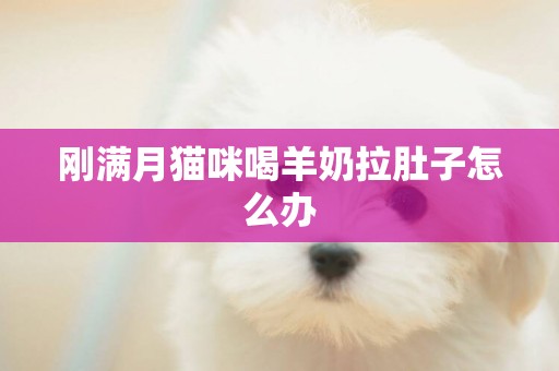 剛滿月貓咪喝羊奶拉肚子怎么辦