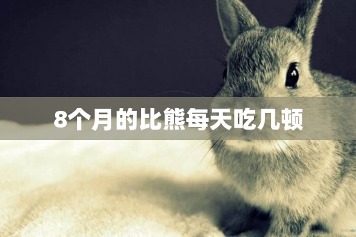 8個月的比熊每天吃幾頓