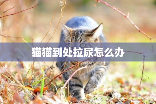 貓貓到處拉尿怎么辦