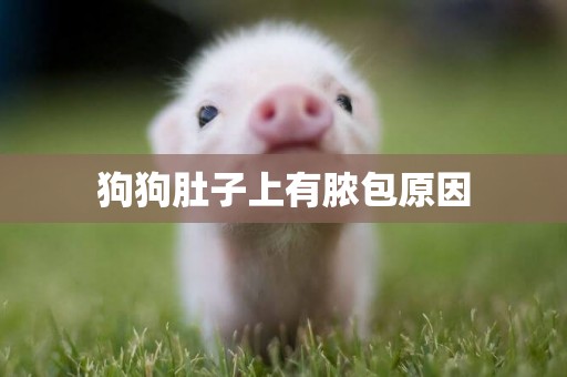狗狗肚子上有膿包原因