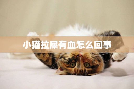 小貓拉屎有血怎么回事